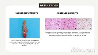 Caracterização anatomopatológica de três surtos por HuAHV1 em PNHs no DF e Entorno [upl. by Genesia863]