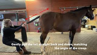 Equine  Core Exercise Caudal Tail Pull [upl. by Mabel875]