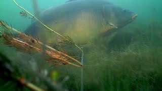 UNDERWATER CARP 135 Kg VIDEO [upl. by Acinat115]