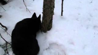 Schipperke dives head first into snow and finds a mouse [upl. by Dygert660]