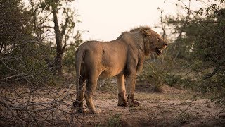 Walkers Game Viewing  Up Close with Mbiri Lions in Timbavati [upl. by Riada928]