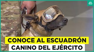 Escuadrón canino del ejército muestran sus habilidades previo a Parada Militar 2025 [upl. by Gavrilla207]