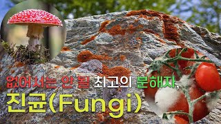 없어서는 안 될 최고의 분해자 진균  진균Fungi [upl. by Anitsirhk]