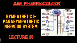 ANS Pharmacology  PSNS Vs SNS  Lecture 1  By Muneeb ur Rehaman [upl. by Nnylyt335]