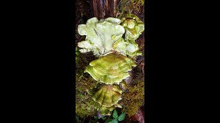 Trametes versicolor [upl. by Barren355]