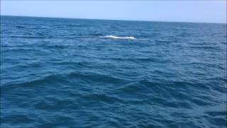 Ballenas Jorobadas Canoas de Punta Sal Tumbes  Peru [upl. by Noy]