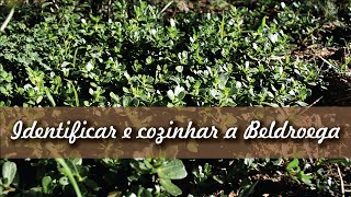 Como identificar e cozinhar a Beldroega  How to identify and cook the Common Purslane [upl. by Janaya]