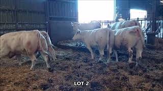 VENTE VIDEO 14 VACHES GRASSES CHAROLAISES MARDI 14 NOVEMBRE A SICAFOME [upl. by Lyrret]