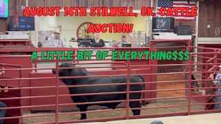 August 14th 2024 Stilwell Livestock Auction Calves Heifers Steers Cows and BullsOh My [upl. by Yelrac]