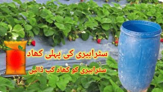 Best fertilizer for STRAWBERRY 🍓 Strawberry ko pehli khad konsi deni Chahiye [upl. by Glick]