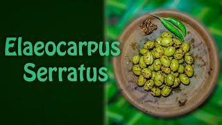 Elaeocarpus Serratus  CeylonFood Recipe [upl. by Ydnys864]