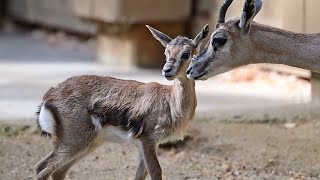 Hello Baby An Adorable Gazelle Calf Nurses And Nuzzles Mom [upl. by Aticnemrac404]