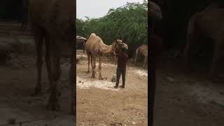 song Bakrid camel video  love baby [upl. by Vigen]