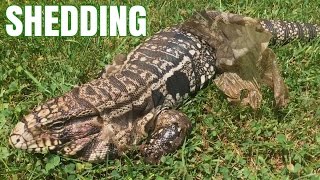 Argentine Tegu Shedding Outside [upl. by Nahej843]