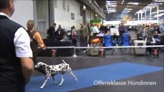 CACIB Ausstellung  Dog Show Hannover 2014 [upl. by Adkins62]