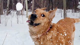 Dogs Reacting to First Snow Funniest Dog Reaction [upl. by Vito]