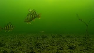 Underwater cameraIce fishing Perch on mormyshka [upl. by Ecirtnahs]