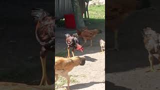 The hen and the chicks are eating and they are competing chickeneatingfood cow buffallo [upl. by Nylrak]