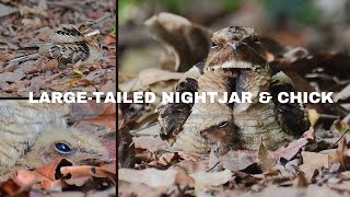 🐦 🐥 Largetailed Nightjar and Chick at Singapore Botanical Gardens [upl. by Yeliac]