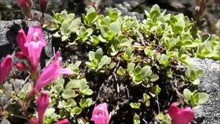 Rock Penstemon Penstemon rupicola Salt Creek Falls Oregon USA [upl. by Xxam]