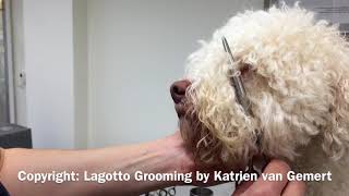 Grooming the hair around Lagotto eyes [upl. by Duval]