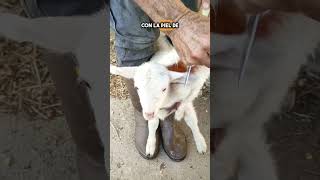 ¡Increíble Cómo un cordero huérfano encuentra una nueva mamá 🐑❤️ shorts [upl. by Amir847]