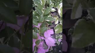 VARIEGATED BOUGAINVILLA trending short bougainvillea [upl. by Ilrak]