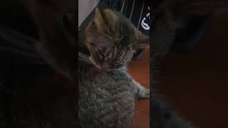 London cat reacts to reviewbrah licking taco bell Omar Apollo disha hot sauce shorts [upl. by Burrton]