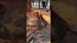 🐯🐯🐯Oh my gosh they’re fighting so fiercely over the foodtigercub tiger kitten cute kitty zoo [upl. by Woodward]