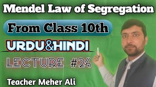 Mendels Law of Segregation  Monohybrid cross  law of segregation  Inheritance Mendel experiment [upl. by Herries]