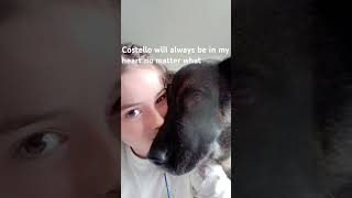 In the memory of Costello my dog [upl. by Tamanaha]