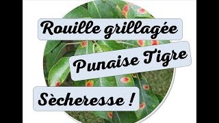 Maladie sur poirier  punaise tigre fumagine rouille grillagée sècheresse record juin 2017 [upl. by Amrak]