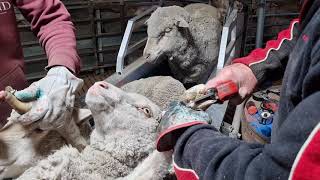 Saving sheep from footrot with the 37mm Mobishear cordless secateur [upl. by Nichols857]