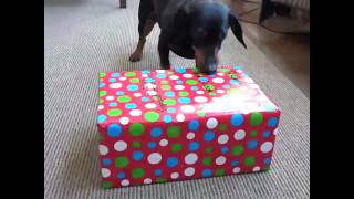 Crusoe Opens Gifts on Christmas Morning [upl. by Feingold]