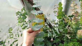 Silver Dollar Eucalyptus Seedlings How To Tell When Your Eucalyptus Is Ready To Harvest [upl. by Ynobe]