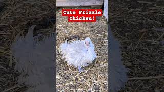 Homestead  ❤️Cute Frizzle Chicken Never breed two Frizzles  Victoria Australia  Intrepids [upl. by Nangatrad344]