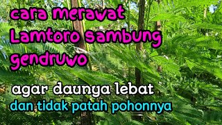 cara merawat lamtoro gendruwo agar daunya lebat dan tidak patah pohonya [upl. by Atteuqihc]