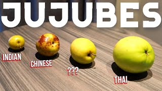 Jujubes  What are they and what are the different types Chinese Thai amp Indian Jujube [upl. by Ob]