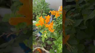 🌱Beautiful Tecoma Capensis Flowers in my garden 🌼homegarding 🏡🧑‍🌾🥰ytshots viralshorts [upl. by Denoting204]