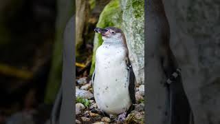 Fisherman Saves Penguin Stuck in Net [upl. by Martainn105]