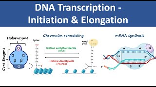 DNA Transcription Initiation amp Elongation  In Prokaryotes amp Eukaryotes  Biochemistry [upl. by Dnamron705]