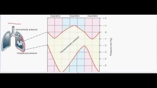 Transpulmonary pressure  intrapleural pressure part 1 [upl. by Lehteb]