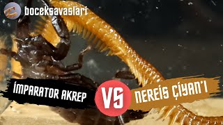 NEREİS ÇİYANI VS İMPARATOR AKREP [upl. by Perceval]