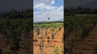 mahogany plantation Tamil agriculture mahogany mahoganytree [upl. by Santoro934]