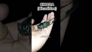 Cicada Sounds The Noisy singer Of Summer shorts shortvideo animals cicada [upl. by Nomar97]