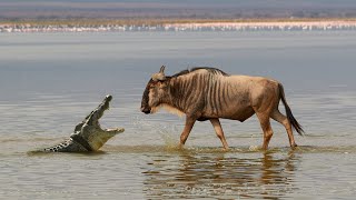 How Crocodile Attacks Wildebeest When Crossing The River [upl. by Joey746]