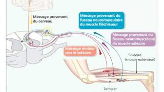 Motricité volontaire intégration nerveuse et plasticité cérébrale FMorales [upl. by Riehl]