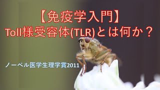 【免疫学入門】Toll様受容体TLRとは何か？（ノーベル医学生理学賞2011） [upl. by Cosette]