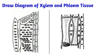 how to draw diagram of xylem and phloem tissue step by step [upl. by Settera]