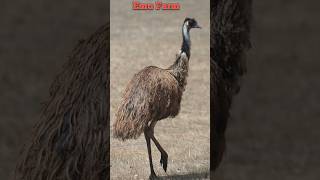 Emu Farm at Jamshedpur bigbirds shorts youtubeshorts [upl. by Theona]